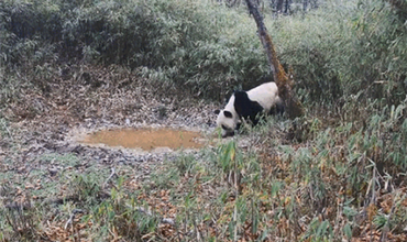 Wild Giant Panda Spotted Nine Times in Same Location in Chengdu Over 15 Days