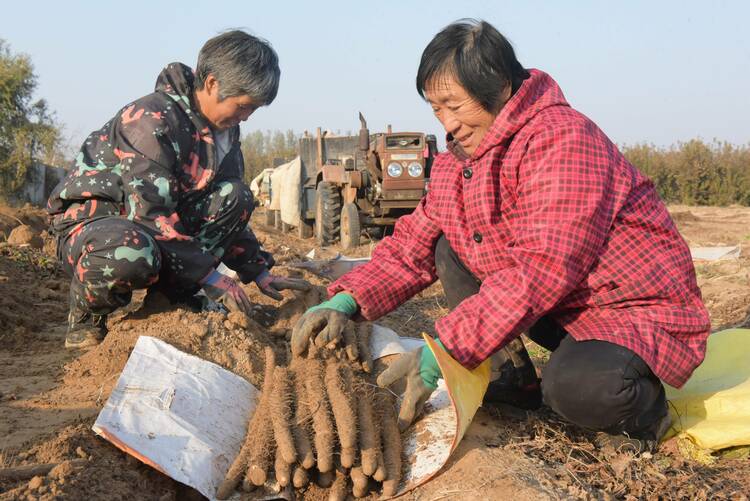 河北深州：白山药采收忙，拓宽村民增收路_fororder_图4：工人将起出来的白山药进行整理 任玉静摄