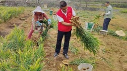 贵州紫云：“姜”来遍地香  干群联动采姜忙