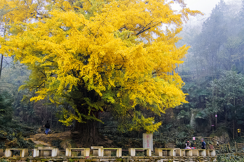 成都发布2023年首期公园城市银杏观叶指数_fororder_葛振林-摄--彭州市-葛仙山千年银杏王