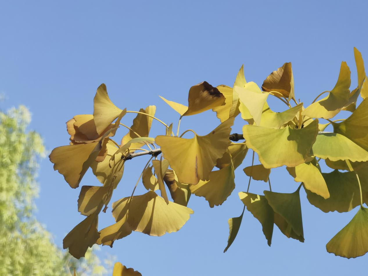 Визуальный район Юйхуа丨Золотисто-желтые листья гинкго билоба перед глазами украшают красоту ранней зимы_fororder_图片3