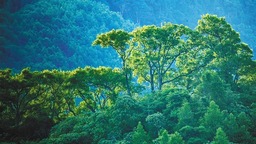 海南通报2022年度省级林长制考核结果 12市县获评优秀_fororder_20231122001