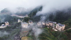 广西梧州：高山云雾孕育六堡茶香