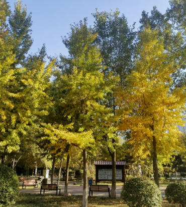 Visual Delights inYuhua: Golden Ginkgo Leaves Present a Gorgeous Early Winter