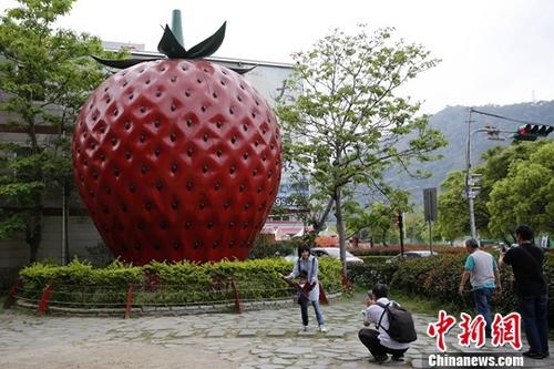 台湾写真：“草莓之乡”未曾褪去的甜蜜