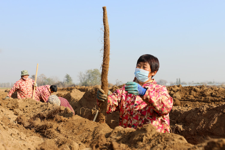 河北隆堯:沙壤種植麻山藥 增收致富鼓腰包_fororder_2.JPG