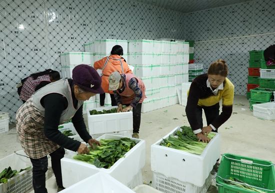 贵州惠水：迟菜心迎来丰收季 畅销广东市场_fororder_IMG_5807.JPG