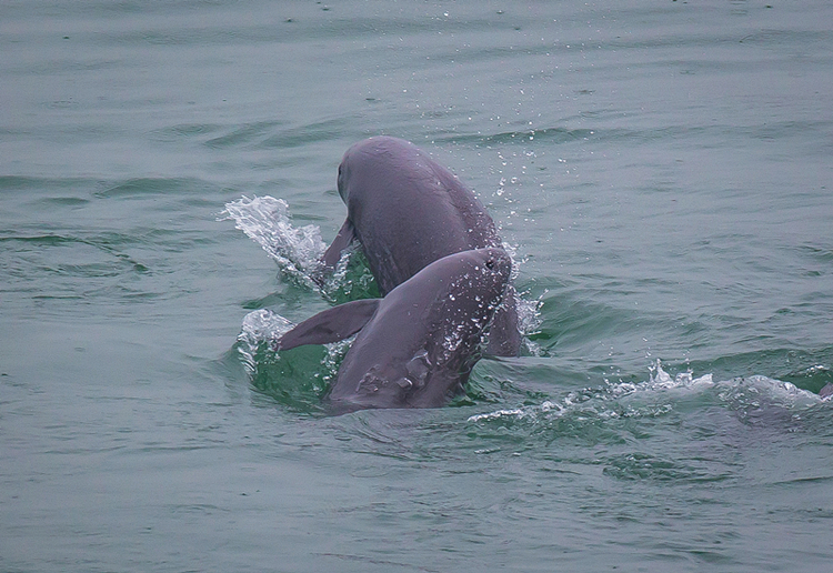 人民領袖｜改革引領者習近平