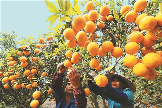 百色右江區：培育特色産業 築牢致富堡壘