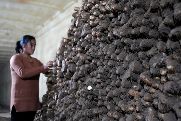 河北隆堯:沙壤種植麻山藥 增收致富鼓腰包_fororder_9.JPG