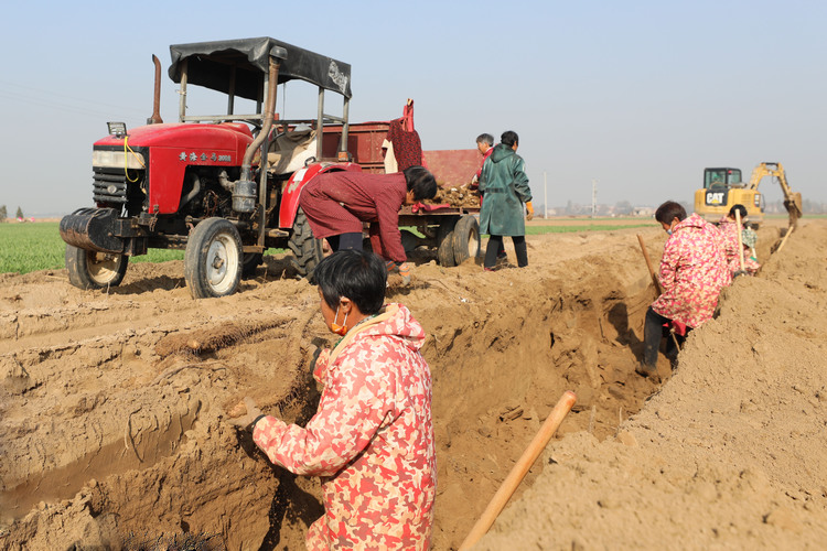 河北隆堯:沙壤種植麻山藥 增收致富鼓腰包_fororder_3.JPG