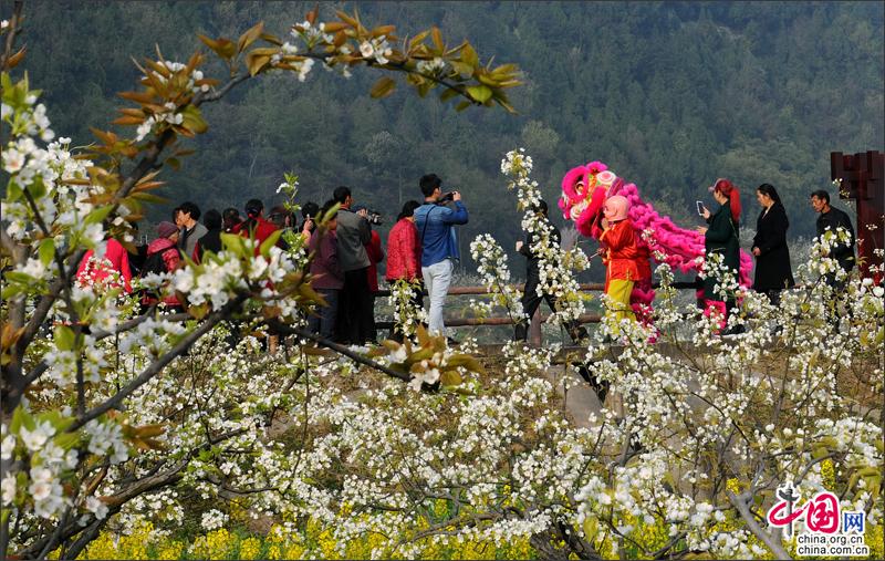 苍溪之春，梨花林中狮岭村美的毫不做作(图)