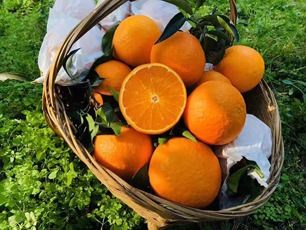 眉山丹棱：一颗颗“黄金果”已走向国际_fororder_丹棱桔橙-供图-丹棱县委宣传部