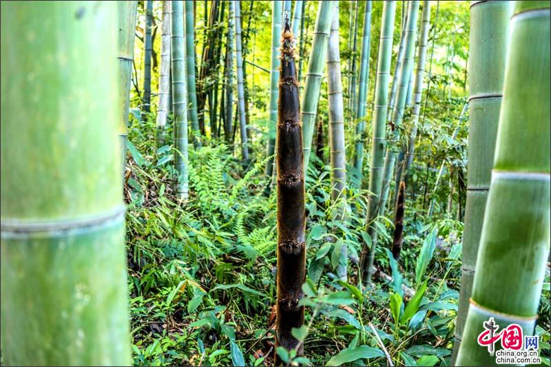 峨眉山竹筍，生命的別樣美麗可吃可賞可悟