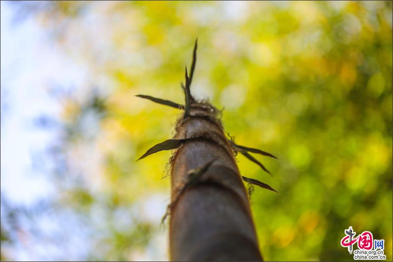 峨眉山竹筍，生命的別樣美麗可吃可賞可悟