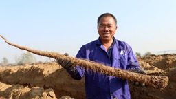 河北隆堯：沙壤種植麻山藥 增收致富鼓腰包
