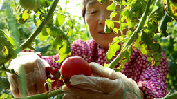 滄州市運河區：智慧種植賦能鄉村振興