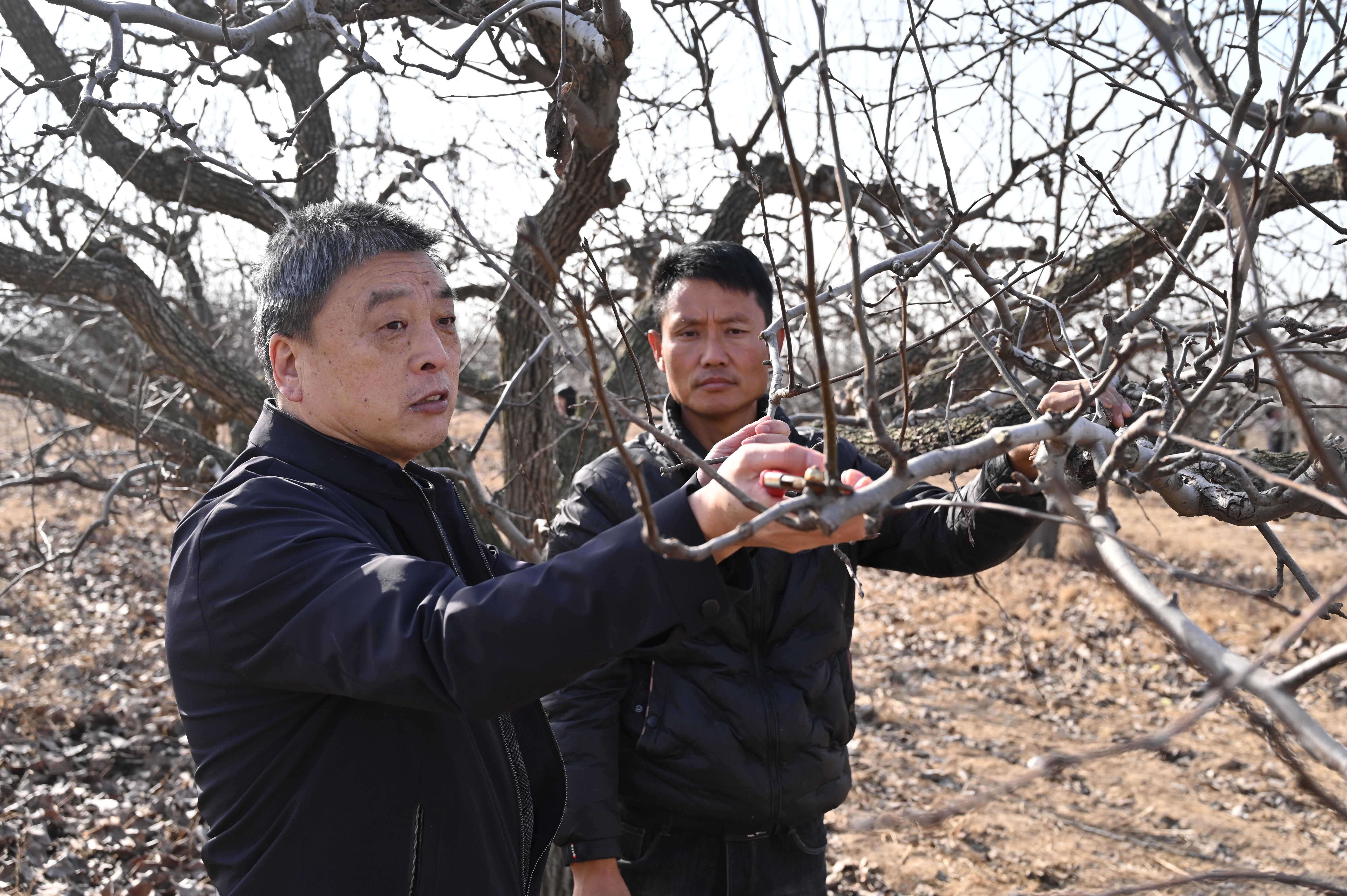 河北盐山：果树专家传经送宝 冬季梨树管护忙_fororder_图片2