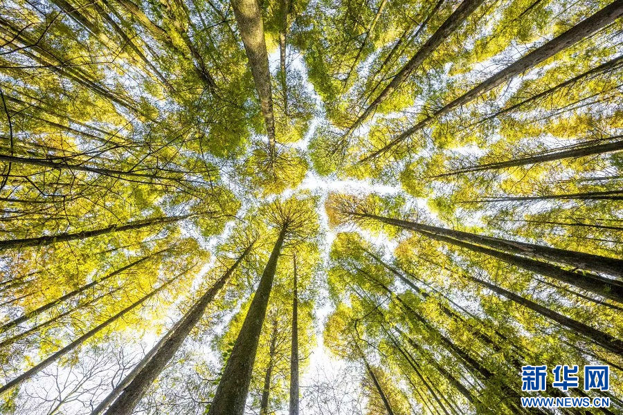 重庆南川：山王坪霜林尽染