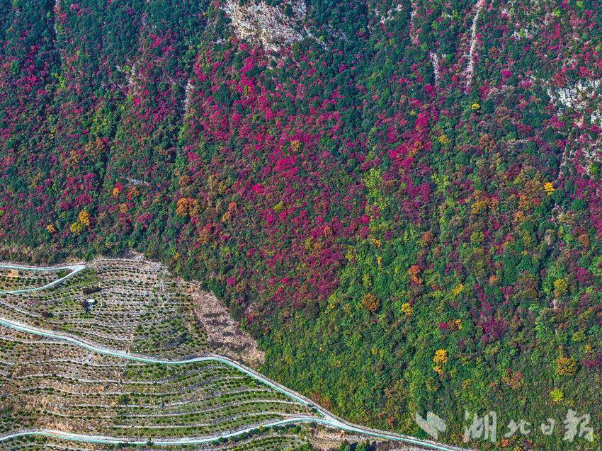 三峽香溪兩岸紅葉似彩霞