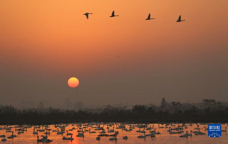 湖南嶽陽：小天鵝舞動洞庭_fororder_4