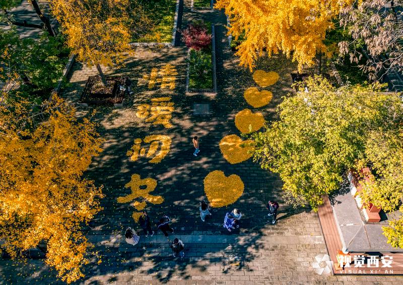 中山门银杏叶又有新景观