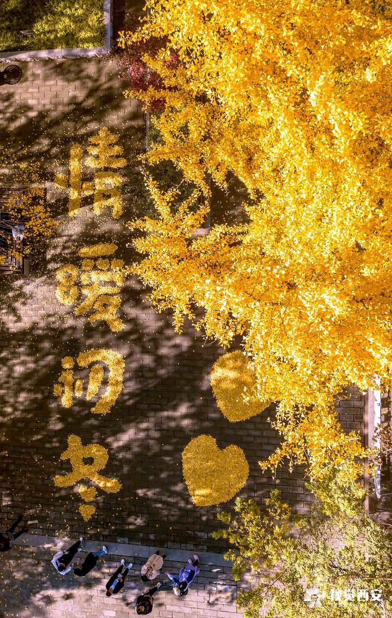 中山门银杏叶又有新景观