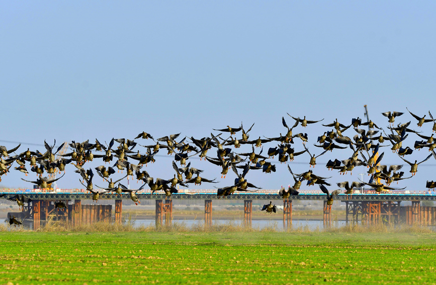 焦作溫縣：黃河濕地 候鳥翔集