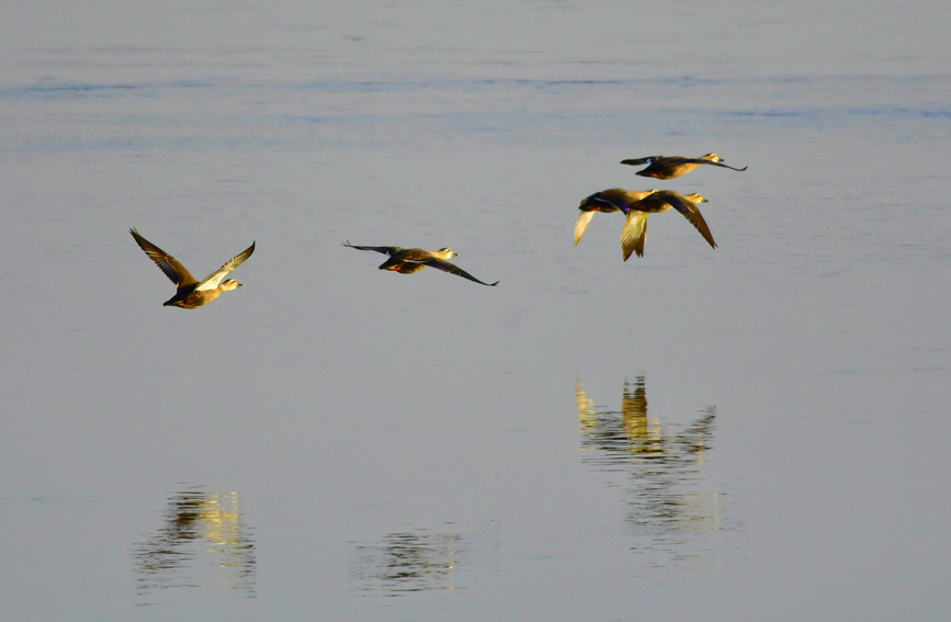 焦作温县：黄河湿地 候鸟翔集
