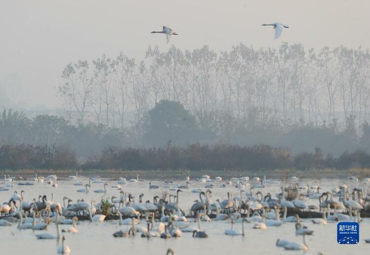 湖南嶽陽：小天鵝舞動洞庭_fororder_2