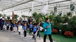 5000盆菊花盛開 上海閔行多了賞菊好去處