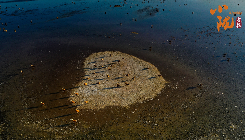 甘肅白銀景泰：濕地候鳥舞蹁躚 逐水嬉戲繪秋圖