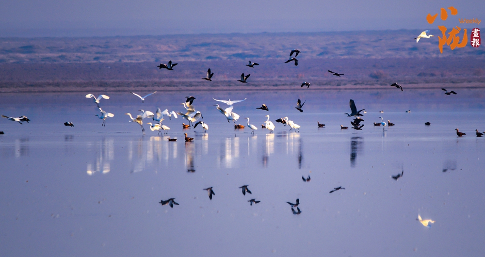 甘肅白銀景泰：濕地候鳥舞蹁躚 逐水嬉戲繪秋圖