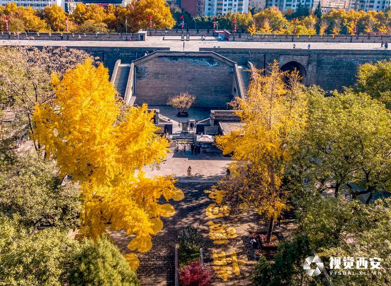中山门银杏叶又有新景观