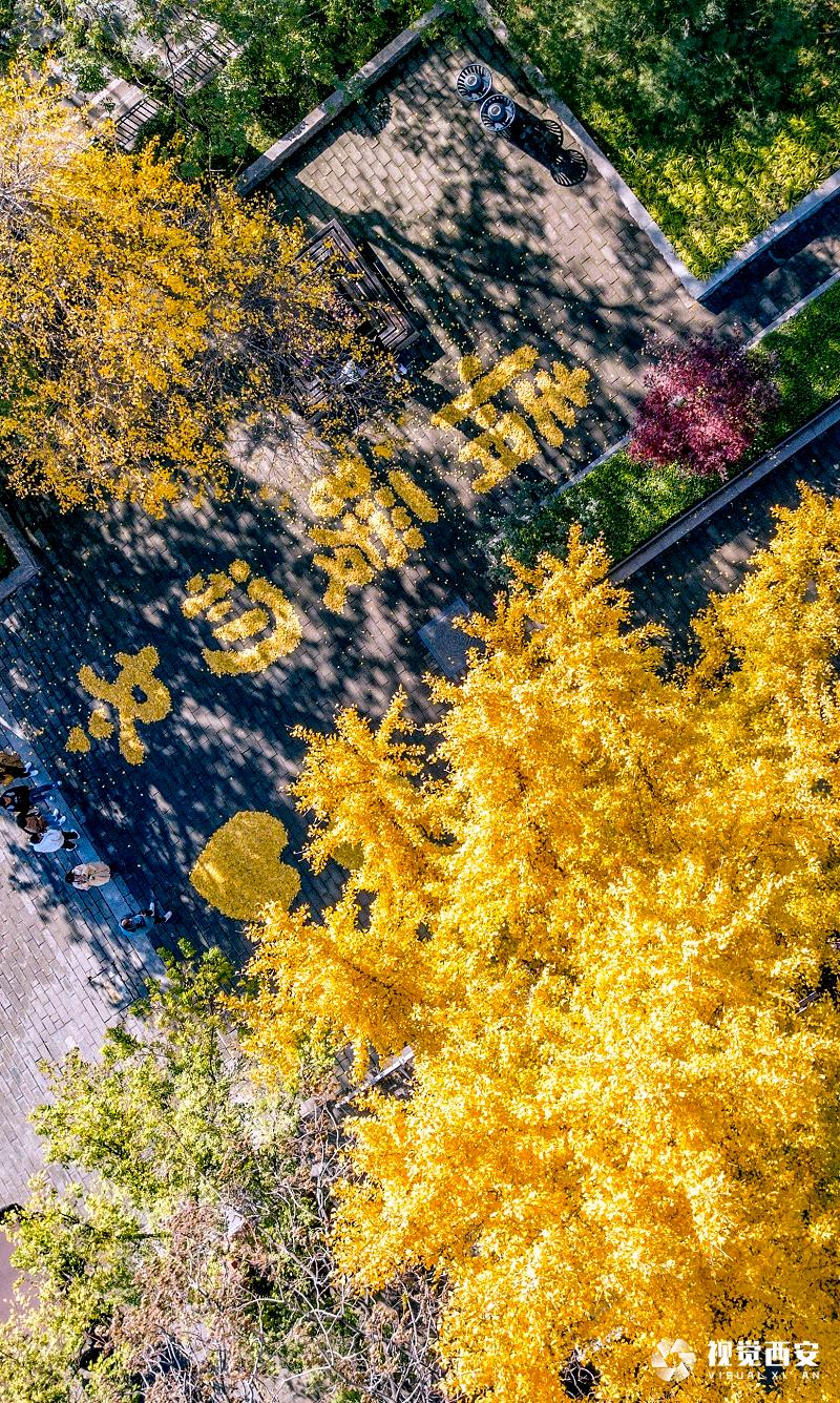 中山门银杏叶又有新景观