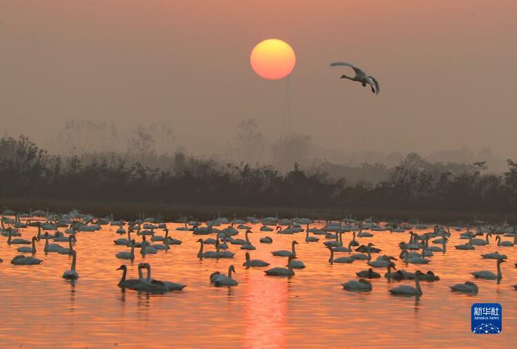 湖南嶽陽：小天鵝舞動洞庭_fororder_3