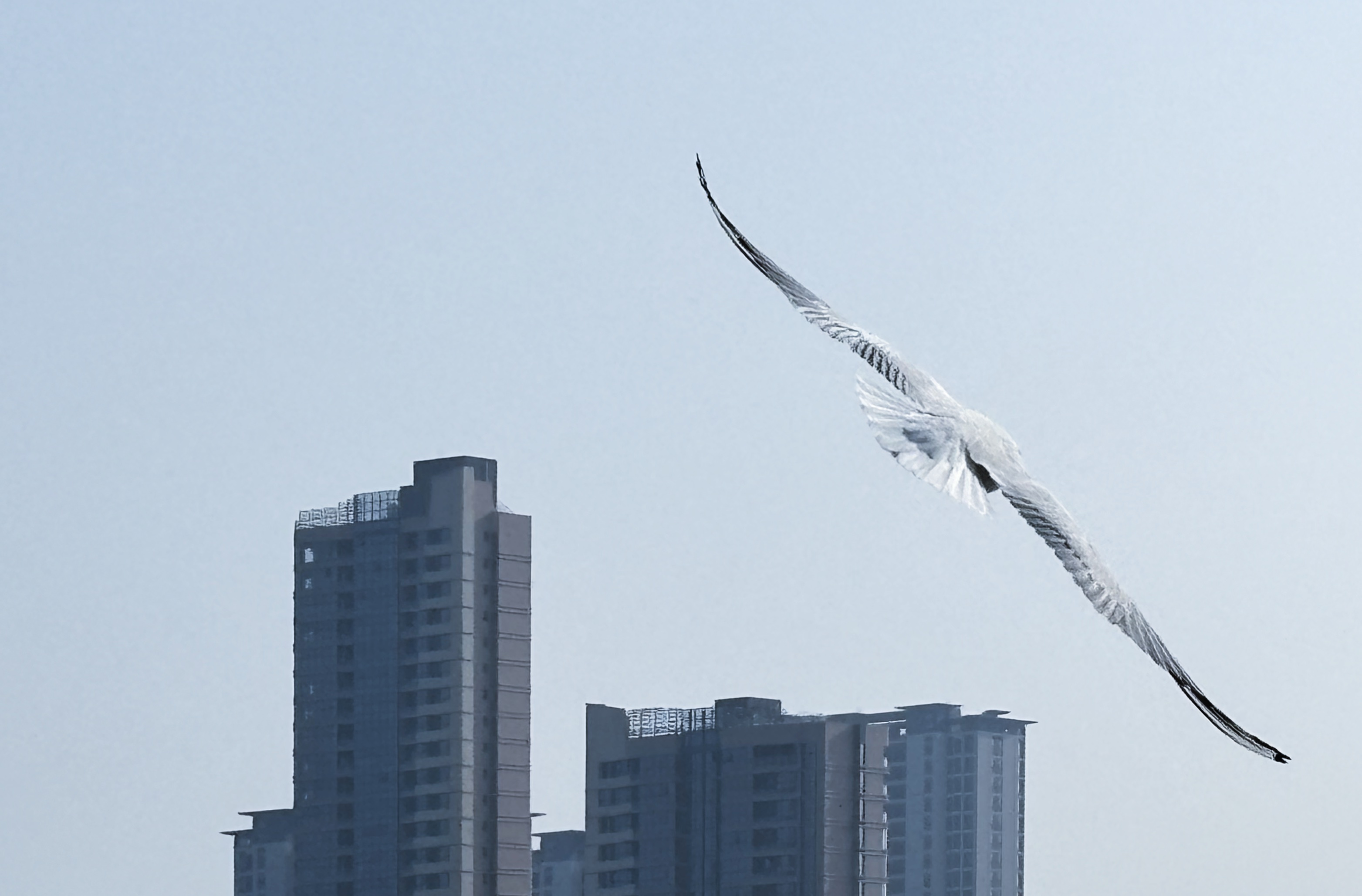 【Charming陕西】红嘴海鸥“做客”汉中天汉湿地公园_fororder_微信图片_20231128151505