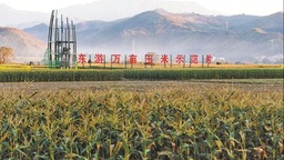 南平建甌獲評“中國東部鮮食玉米之鄉”