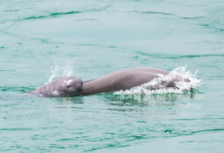 熱解讀 | 推動長江經濟帶高品質發展 中央強調用好這一“主動力”