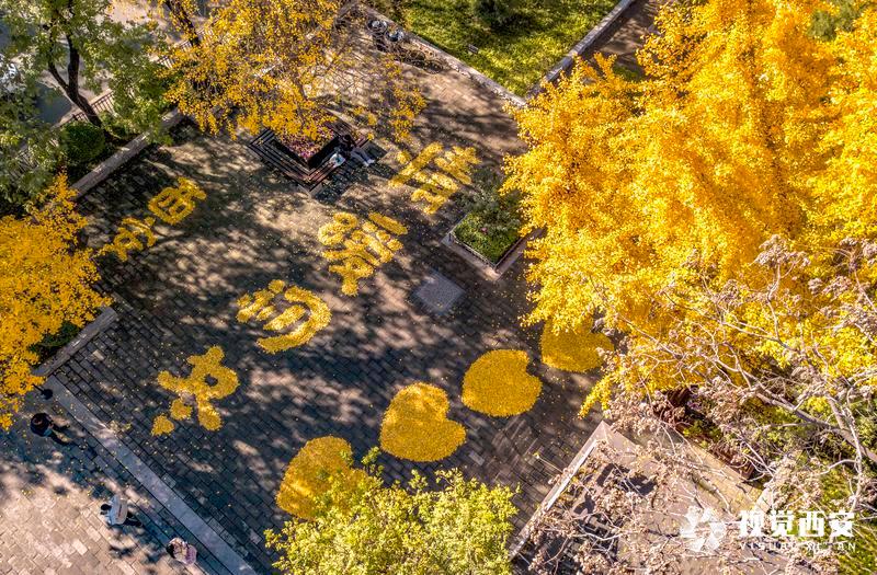 中山门银杏叶又有新景观