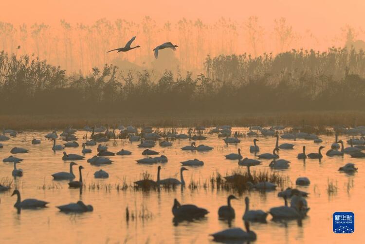 湖南嶽陽：小天鵝舞動洞庭_fororder_6