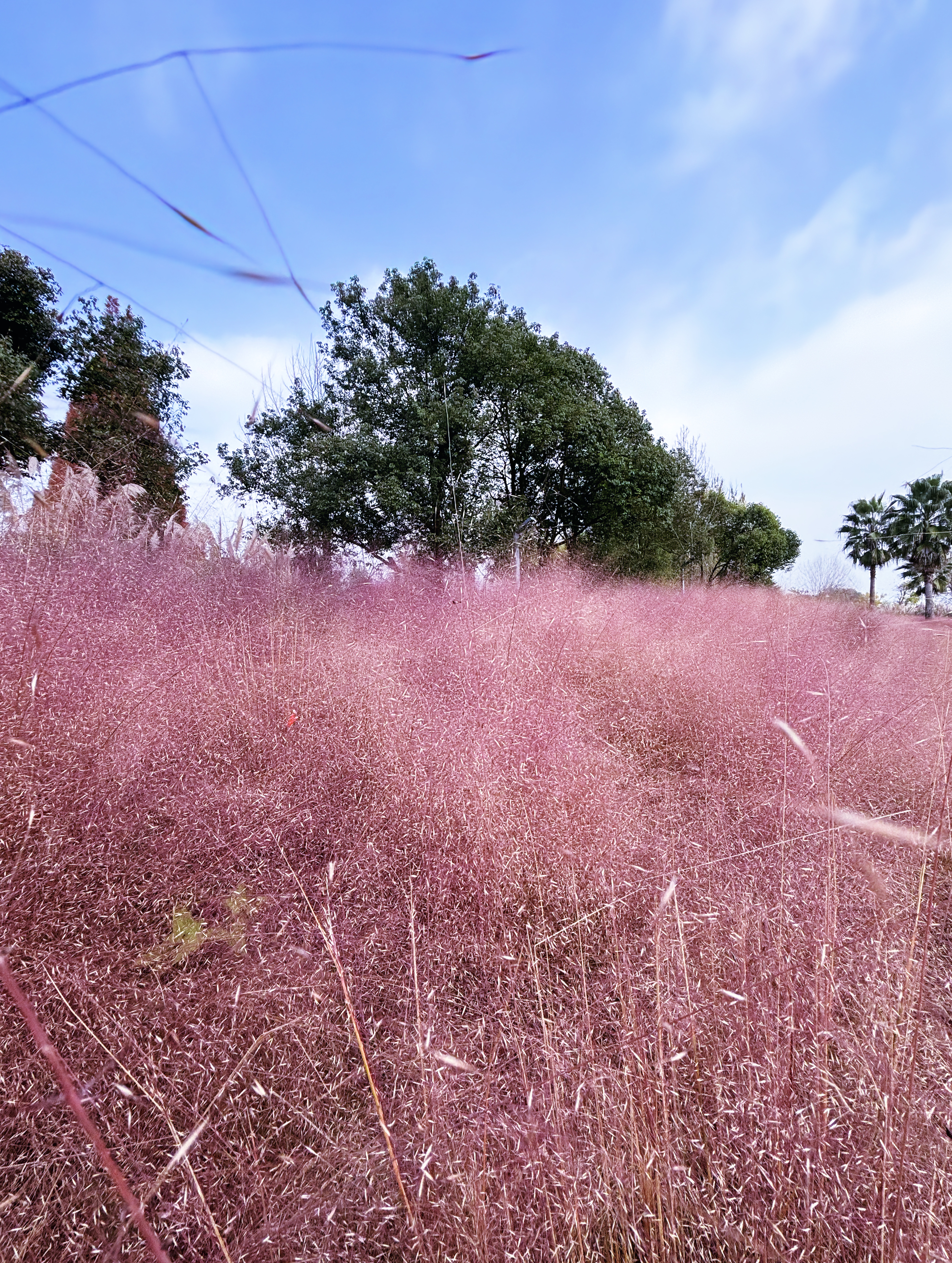 【Charming陕西】红嘴海鸥“做客”汉中天汉湿地公园_fororder_微信图片_20231128151527