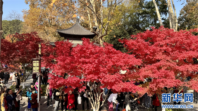 灿若云霞 南京栖霞山迎来枫叶最佳观赏期