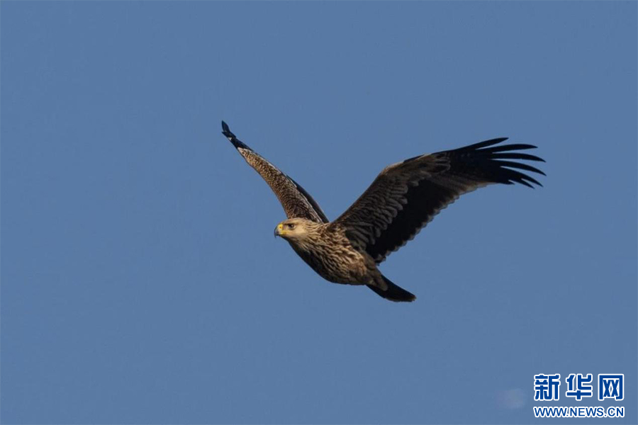 武漢園林和林業系統觀鳥比賽觀測到116種野生鳥類