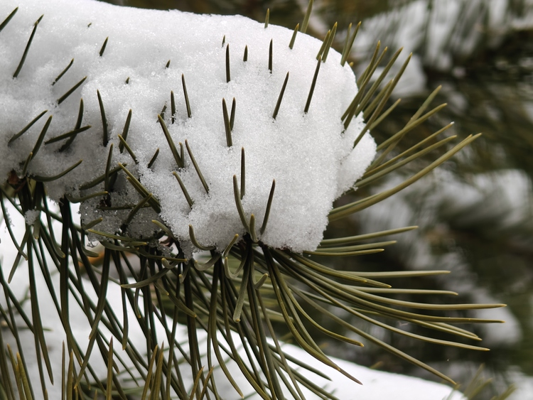 Snow-clad Donghuan Park in Shijiazhuang Emanates Winter Charm_fororder_圖片19