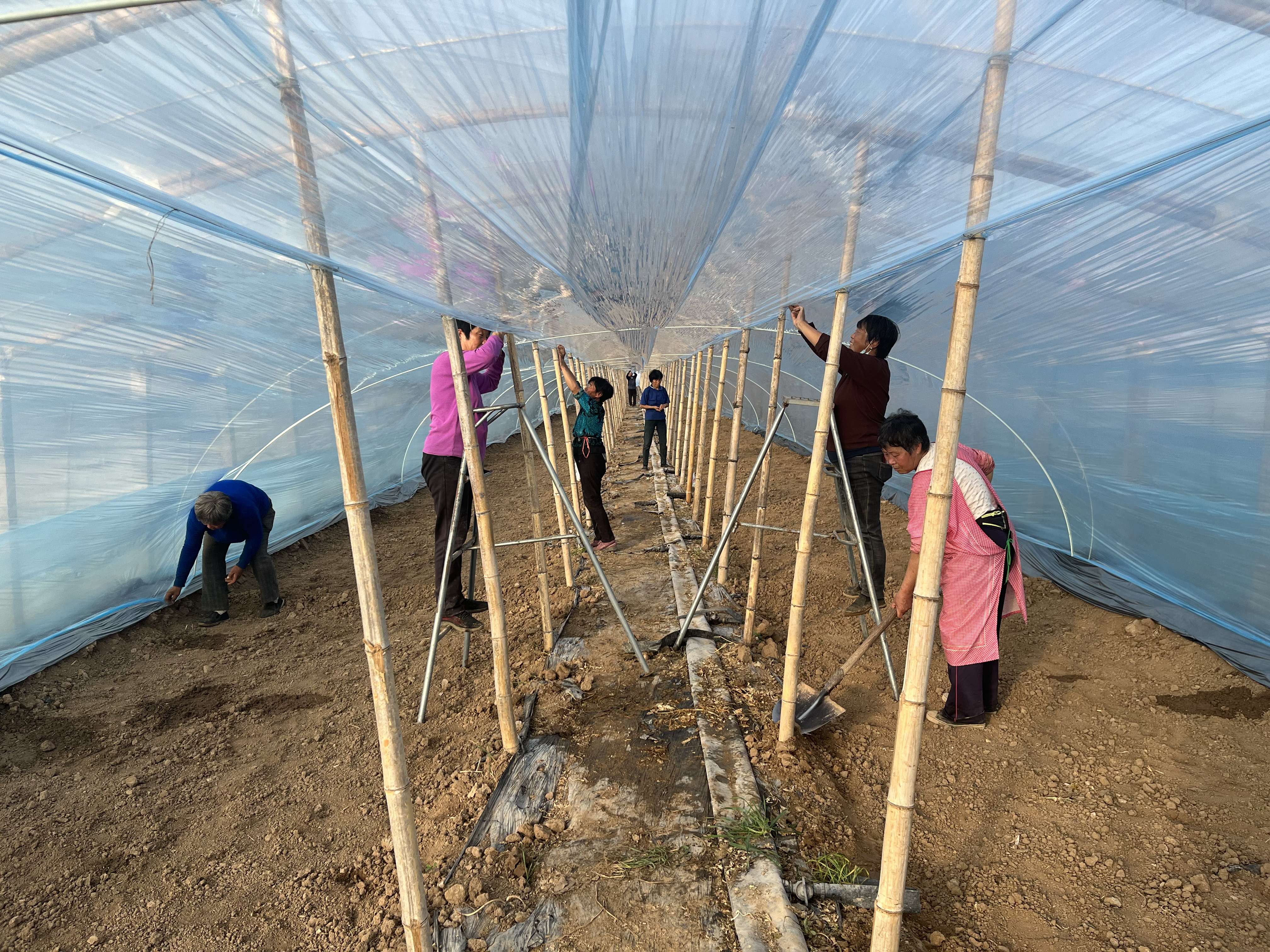 河北深州：“党建+创业”助农增收致富_fororder_员工们在果蔬大棚忙碌着。张立威