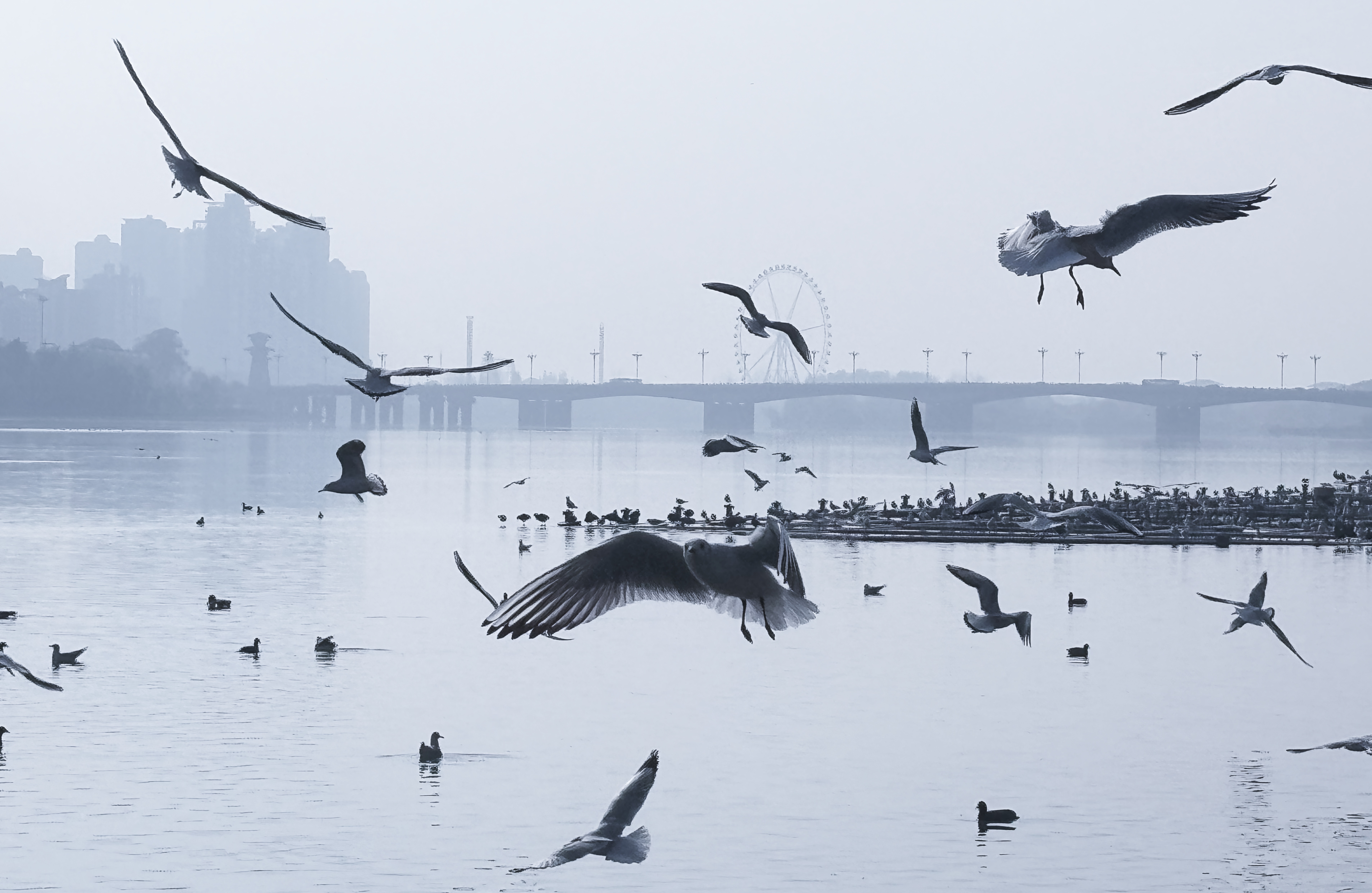 【Charming陕西】红嘴海鸥“做客”汉中天汉湿地公园_fororder_微信图片_20231128151516