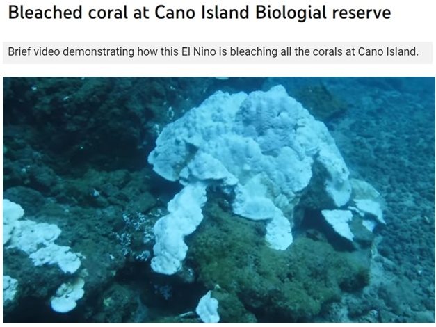 厄尔尼诺现象导致生物保护区珊瑚白化 生态受损