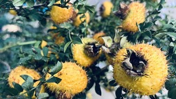 贵州盘州：科学谋划 夯实产业振兴基础
