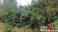 重慶巫山大昌鎮：柑橘飄香助力鄉村振興
